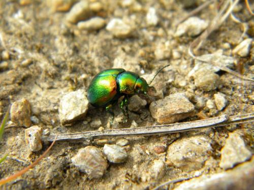 Chrysolina sp.
