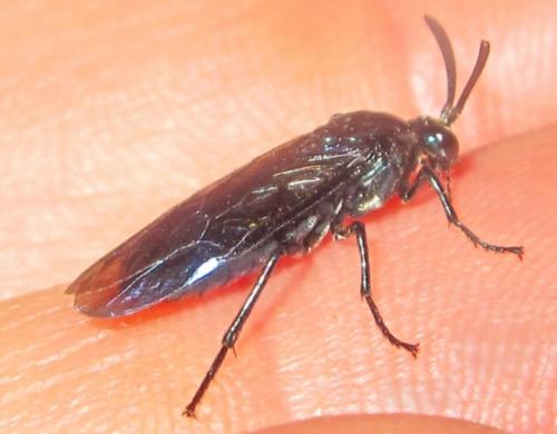Cibdela janthina