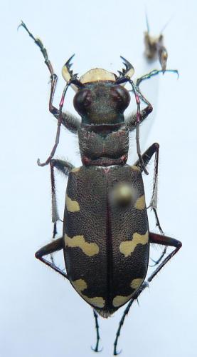 Réf. 83 895 : Cicindela hybrida