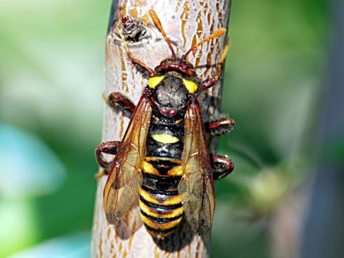 Cimbex quadrimaculatus