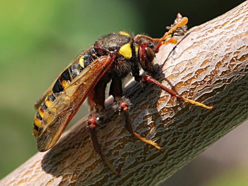 Cimbex quadrimaculatus