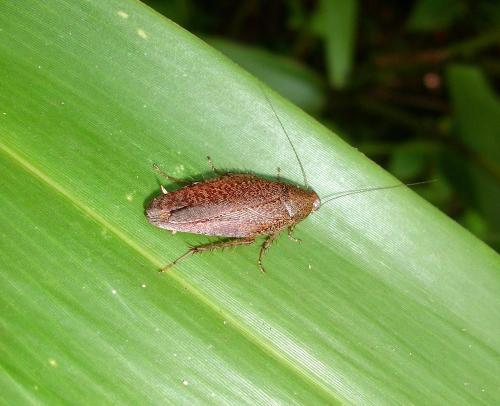 Rhabdoblatta sp.