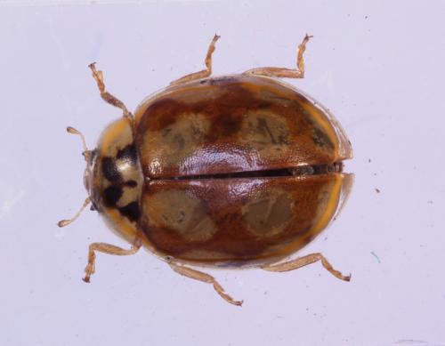 Adalia decempunctata