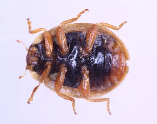 Adalia decempunctata