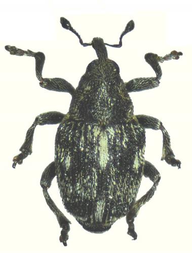 Réf. 83 672 : Coeliastes lamii
