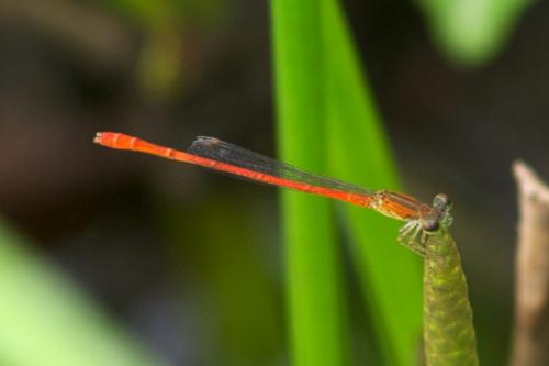Telebasis simulata