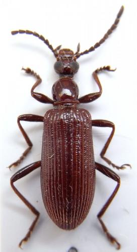 Réf. 83 309 : Casnonidea sp.