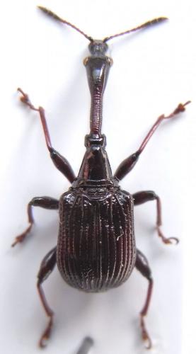 Paracycnotrachelus chinensis