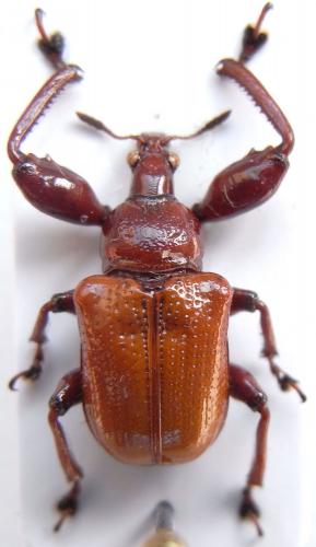 Humerilabus sp.