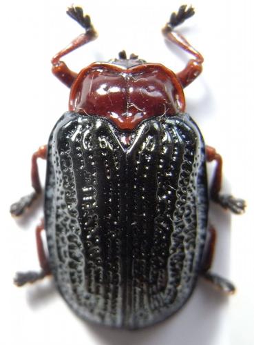 Cassidinae