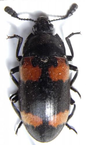 Episcapha quadrimacula