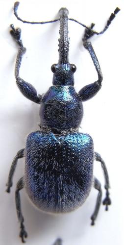 Heterorhynchites bhamoensis
