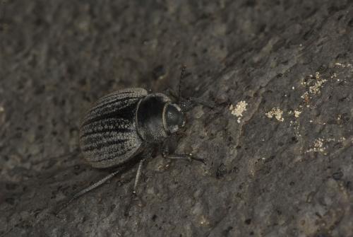 Pimelia lutaria