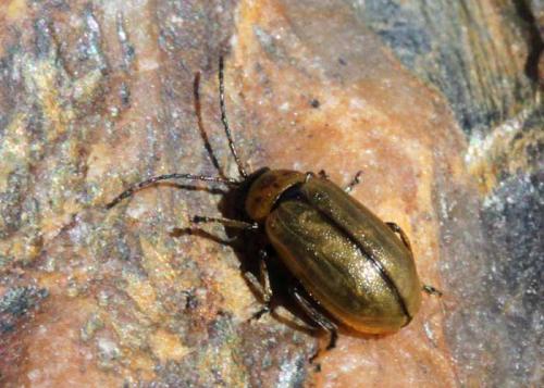 Réf. 83 226 : Lochmaea sp.