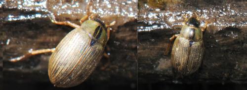 Berosus signaticollis