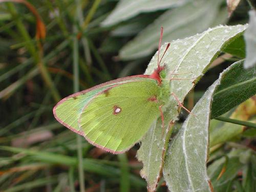 Colias phicomone