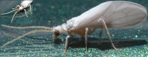 Conwentzia sp.