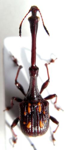 Cycnotrachelus flavotuberosus