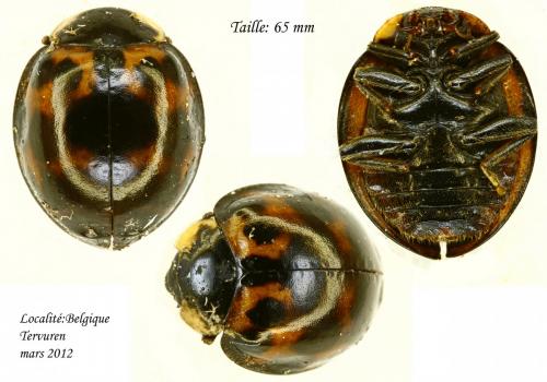 Réf. 83 124 : Harmonia axyridis
