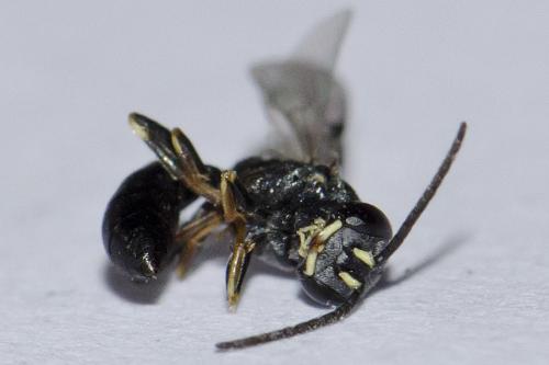 Réf. 83 621 : Passaloecus eremita