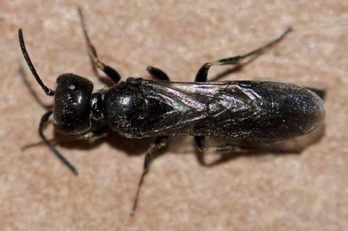 Réf. 83 785 : Passaloecus eremita