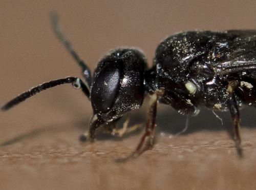 Passaloecus eremita
