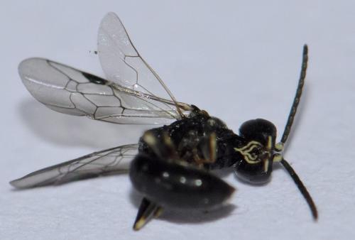Réf. 83 622 : Passaloecus eremita