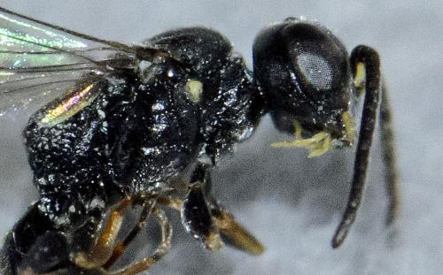 Passaloecus eremita
