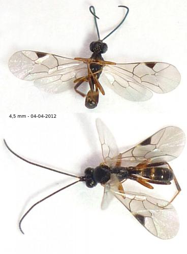 Cryptinae