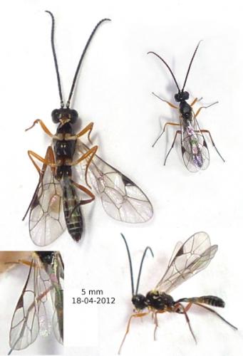 Cryptinae