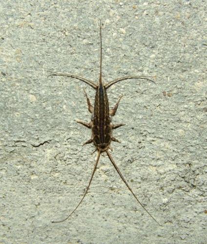 Ctenolepisma lineata