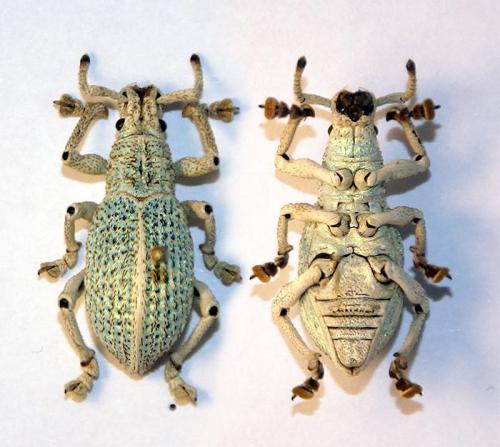 Episomus sp.