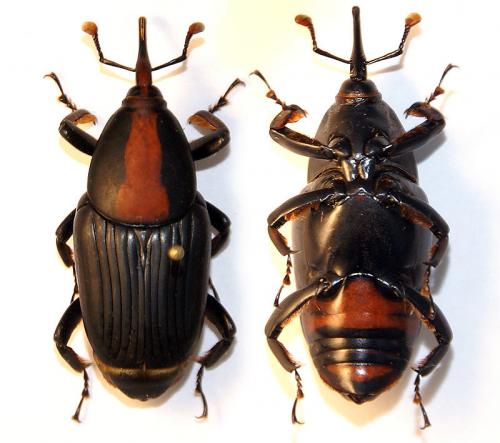 Réf. 83 429 : Rhynchophorus vulneratus