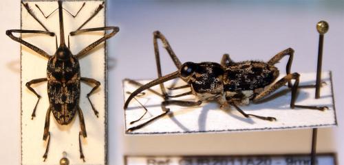 Réf. 83 434 : Mecopus sp.