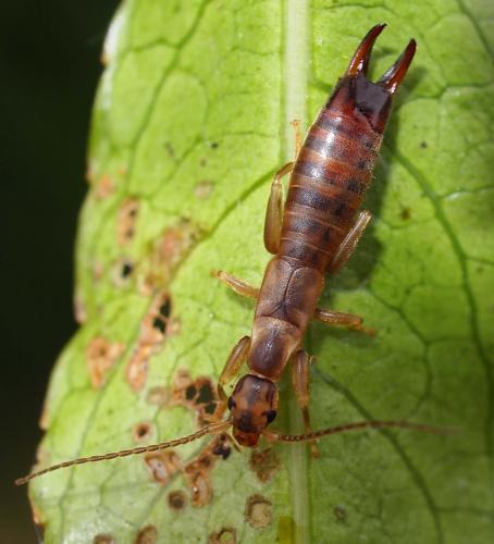 Réf. 83 376 : Nesolabia longicollis