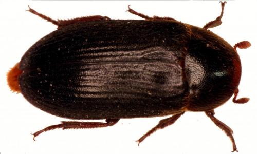 Dermestes bicolor