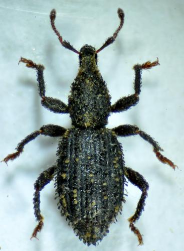 Dichotrachelus muscorum