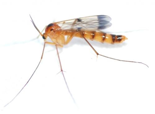 Réf. 83 380 : Leptomorphus walkeri