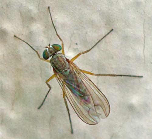 Sciapus sp.