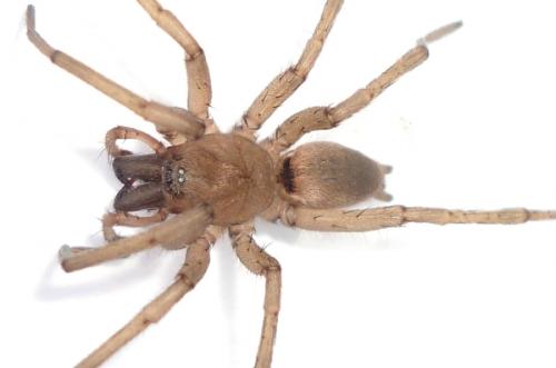 Drassodes sp.