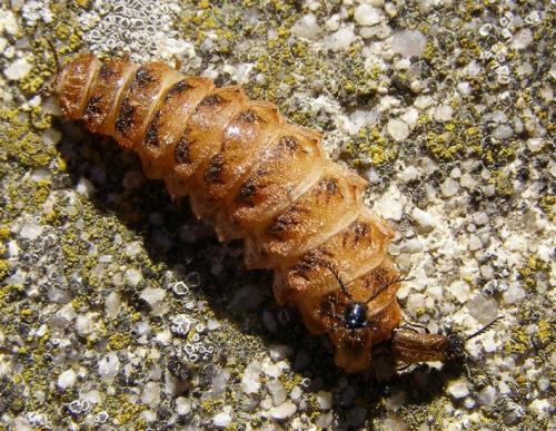 Drilus flavescens