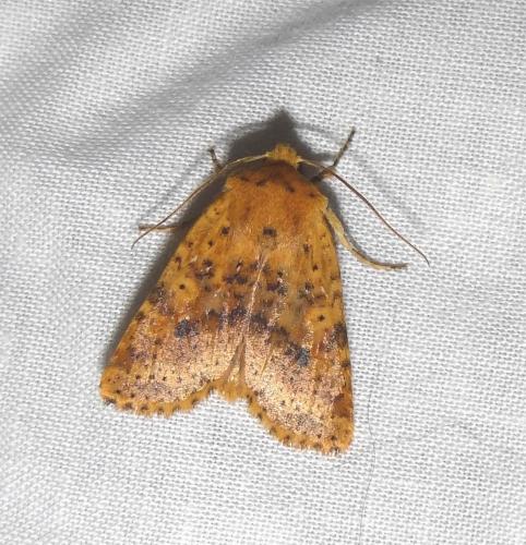 Réf. 83 014 : Conistra rubiginea