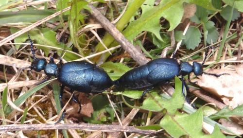 Meloe proscarabaeus