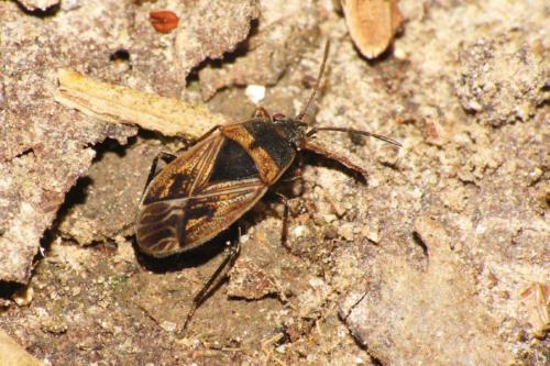 Réf. 83 393 : Trapezonotus sp.