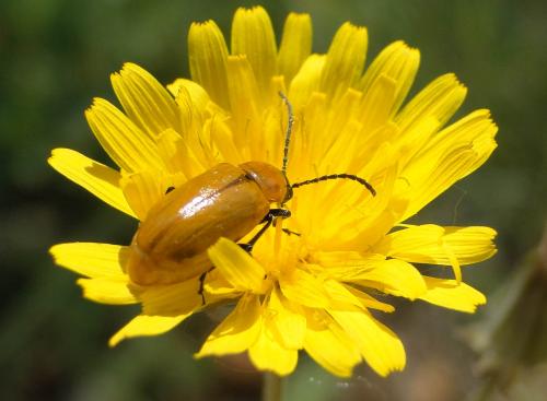 Réf. 83 296 : Exosoma lusitanicum