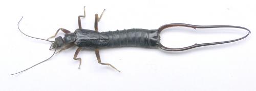 Réf. 83 053 : Forcipula gariazzi