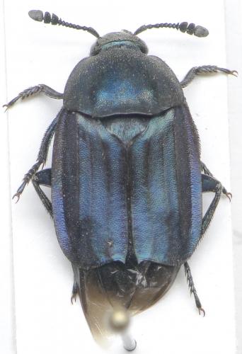 Réf. 83 113 : Thanatophilus micans
