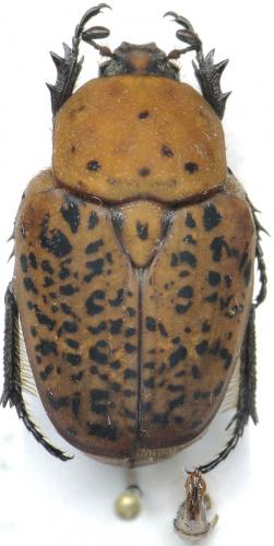 Porphyronota cinnamomea