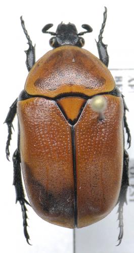 Réf. 83 123 : Pachnoda ardoini