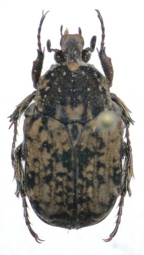 Aphelinis xanthosternon